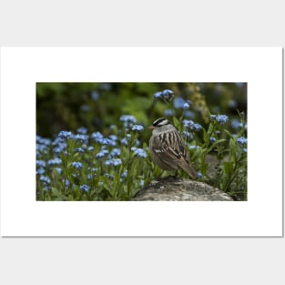 White Crowned Sparrow Posters and Art